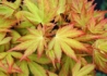 Kép 2/2 - Acer Palmatum Orange Dream / Sárgás zöld levelű Japán juhar