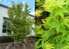 Kép 1/3 - Acer Palmatum Sango Kaku / Zöld levelű Japán juhar