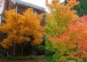 Kép 3/3 - Acer Palmatum Sango Kaku / Zöld levelű Japán juhar