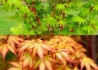 Kép 2/3 - Acer Palmatum Sango Kaku / Zöld levelű Japán juhar