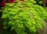 Kép 1/4 - Acer Palmatum dissectum Green Lace / Zöld szeldelt levelű Japán juhar