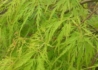 Kép 2/4 - Acer Palmatum dissectum Green Lace / Zöld szeldelt levelű Japán juhar
