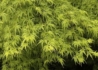 Kép 2/4 - Acer Palmatum dissectum Seiryu / Zöld szeldelt levelű Japán juhar