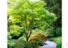 Kép 4/4 - Acer Palmatum dissectum Seiryu / Zöld szeldelt levelű Japán juhar