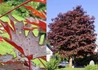 Kép 1/2 - Acer Platanoides Faassen's black / Sötét vörös juhar