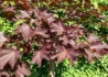 Kép 2/2 - Acer Platanoides Faassen's black / Sötét vörös juhar