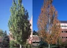 Kép 1/2 - Acer freemanii Armstrong / Armstrong Vörös juhar