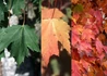 Kép 2/2 - Acer freemanii Armstrong / Armstrong Vörös juhar