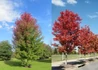 Kép 1/2 - Acer freemanii Autumn Blaze / Őszi tűzjuhar
