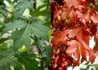 Kép 2/2 - Acer freemanii Autumn Blaze / Őszi tűzjuhar