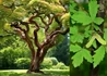 Kép 1/3 - Acer griseum / Szürke juhar, Papírkérgű juhar