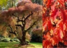 Kép 2/3 - Acer griseum / Szürke juhar