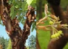 Kép 3/3 - Acer griseum / Szürke juhar