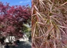Kép 1/2 - Acer palmatum Atrolineare / Lilásvörös levelű Japán juhar
