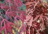 Kép 2/2 - Acer palmatum Atrolineare / Lilásvörös levelű Japán juhar