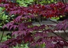 Kép 2/4 - Acer palmatum Atropurpureum / Vöröslevelű Japán juhar
