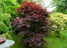 Kép 3/4 - Acer palmatum Atropurpureum / Vöröslevelű Japán juhar