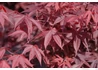 Kép 4/4 - Acer palmatum Atropurpureum / Vöröslevelű Japán juhar