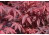 Kép 4/4 - Acer palmatum Atropurpureum / Vöröslevelű Japán juhar