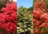 Kép 2/2 - Acer palmatum Deshojo / Piros-narancs zöld levelű japán juhar