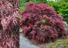 Kép 1/2 - Acer palmatum Inaba Shidare / Szeldelt levelű vörös Japán juhar
