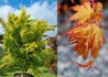 Kép 1/2 - Acer palmatum Katsura / Narancssárga levelű japán juhar