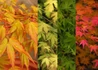 Kép 2/2 - Acer palmatum Katsura / Narancssárga levelű japán juhar