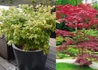 Kép 1/2 - Acer palmatum Little Princess / Törpe japán juhar