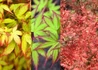 Kép 2/2 - Acer palmatum Little Princess / Törpe japán juhar