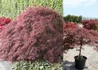 Kép 1/2 - Acer palmatum Red Star (Stella Rossa) / Vörös Szeldelt levelű japán juhar