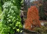 Kép 1/2 - Acer palmatum Ryusen / Csüngő koronájú japán juhar
