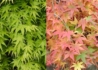 Kép 2/2 - Acer palmatum Ryusen / Csüngő koronájú japán juhar