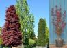 Kép 1/2 - Acer palmatum Skeeters Broom / Oszlopos vörös levelű Japán juhar