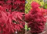 Kép 2/2 - Acer palmatum Skeeters Broom / Oszlopos vörös levelű Japán juhar