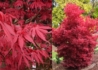 Kép 2/2 - Acer palmatum Skeeters Broom / Oszlopos vörös levelű Japán juhar