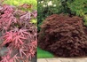 Kép 2/2 - Acer palmatum Starfish / Vékony levelű japán juhar
