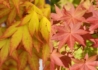 Kép 2/2 - Acer palmatum Summer Gold / Aranysárga lombú japán juhar