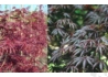 Kép 1/2 - Acer palmatum Trompenburg / Lilásvörös levelű Japán juhar