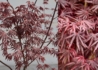 Kép 2/2 - Acer palmatum Trompenburg / Lilásvörös levelű Japán juhar