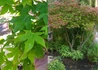 Kép 2/2 - Acer palmatum Tsumagaki / Tarka levelű Japán juhar