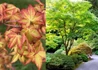 Kép 1/2 - Acer palmatum Ueno Yama / Sárgászöld levelű Japán juhar