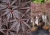 Kép 2/2 - Acer palmatum dissectum Firecracker / Vörös szeldelt levelű japán juhar
