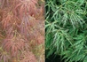 Kép 2/2 - Acer palmatum dissectum Rubrifolium / Szeldelt levelű japán juhar