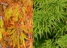 Kép 2/2 - Acer palmatum dissectum Viridis / Zöld szeldelt levelű Japán juhar