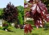 Kép 1/2 - Acer platanoides Crimson King / Vérjuhar bordó levelű juhar