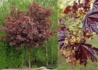 Kép 2/2 - Acer platanoides Crimson King / Vérjuhar bordó levelű juhar