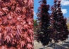Kép 1/2 - Acer platanoides Crimson Sentry / Bordó levelű oszlopos juhar
