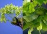 Kép 2/3 - Acer platanoides / Korai juhar