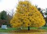 Kép 3/3 - Acer platanoides / Korai juhar