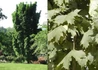 Kép 1/2 - Acer platanoides Olmstedt / Oszlopos korai juhar